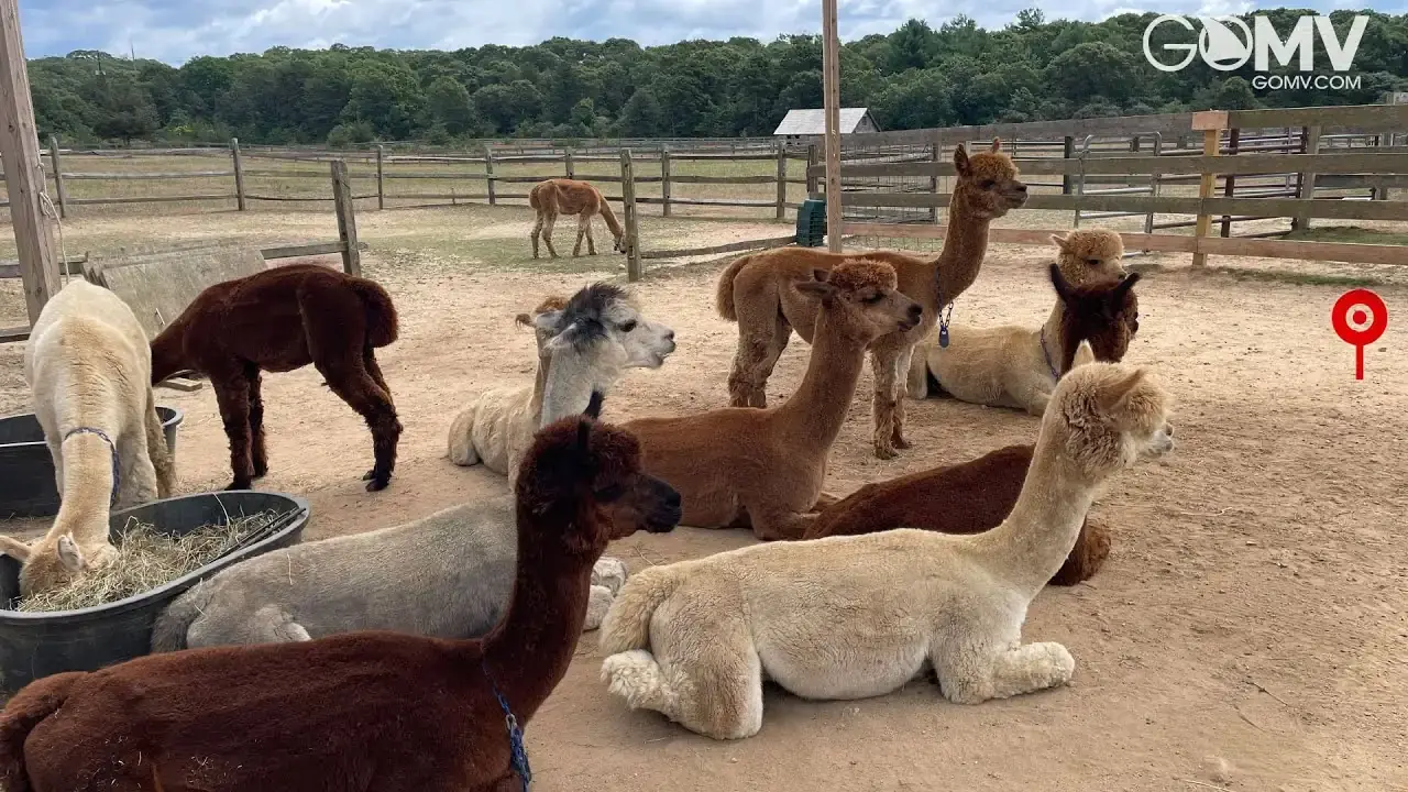 Live view of Martha's Vineyard Alpaca Farm